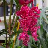 ...orchidee lilla...